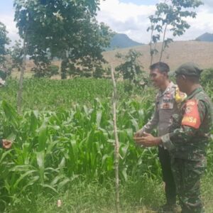 Kolaborasi Bhabinkamtibmas dan Babinsa Desa Goa Terus Bergerak Dampingi Petani Jagung Sukseskan Ketahanan Pangan Nasional