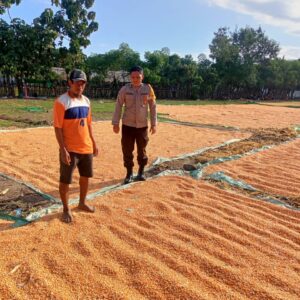 Bhabinkamtibmas Desa Marada Pantau Kegiatan Panen Warga, Dukung Program Ketahanan Pangan Nasional