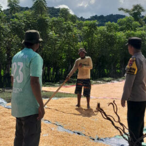 Dukung Ketahanan Pangan, Bhabinkamtibmas Desa Daha Pantau Penjemuran Jagung Milik Warga