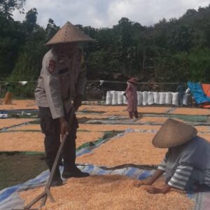 Bhabinkamtibmas Kelurahan Nungga Bantu Jemur Jagung Warga, Dukung Program Ketahanan Pangan