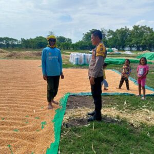 Dukung Ketahanan Pangan, Bhabinkamtibmas Desa Marada Lakukan Pemantauan Hasil Panen Jagung Warga