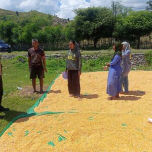 Dukung Ketahanan Pangan Nasional, Bhabinkamtibmas Desa Marada Lakukan Pemantauan Hasil Panen Warga