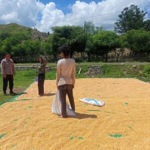 Dukung Ketahanan Pangan Nasional, Bhabinkamtibmas Marada Lakukan Pemantauan Hasil Panen Warga
