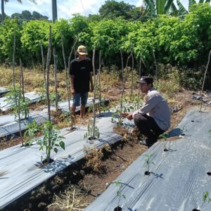 Bhabinkamtibmas Desa Bukit Damai Dampingi Warga Dalam Program Ketahanan Pangan Bergizi