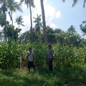 Dukung Program Asta Cita Swasembada Pangan, Bhabinkamtibmas Desa Senayan Sambangi Petani Jagung Musim Tanam Tahap II