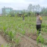 Silaturahmi Polisi dan Petani, Perkuat Pangan dan Keamanan Desa