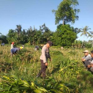 Polsek Kuripan Dukung Pemanfaatan Lahan Produktif di Desa Jagaraga
