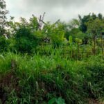 Bhabinkamtibmas Desa Kedaro Dorong Warga Manfaatkan Pekarangan untuk Ketahanan Pangan