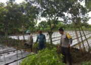 Ketahanan Pangan di Kediri: Peran Aktif Polri Bersama Petani Lokal