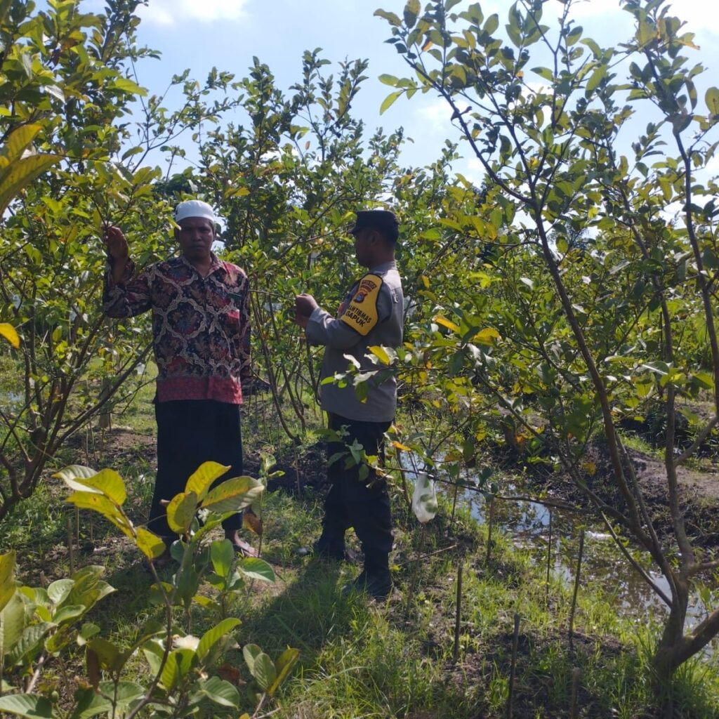 Kunjungan Bhabinkamtibmas ke Petani Jambu Kristal di Lombok Barat