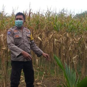 Sinergi Polri-Petani di Jagaraga untuk Swasembada Pangan