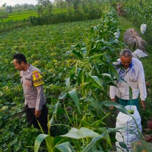 Bripka Ahmad Rosyidi Motivasi Petani Kuripan Utara
