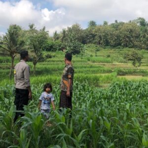 Pemantauan Lahan Jagung di Mareje, Polri Hadir untuk Petani