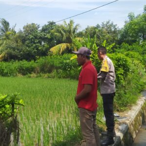 Polsek Sekotong Apresiasi Petani Padi Batu Putih