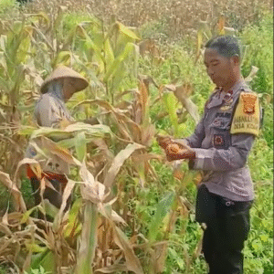 Bhabinkamtibmas Desa Kidang, Polsek Praya Timur, Dampingi Warga Panen Raya Jagung, Perkuat Ketahanan Pangan Nasional