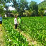 Dari Sekotong untuk Indonesia Budidaya Jagung Perkuat Pangan