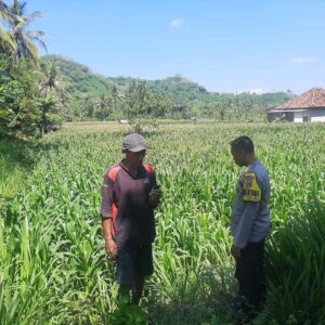 Bripka Saepul Dampingi Petani Jagung di Lembar, Lombok Barat