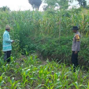 Polres Lombok Tengah Tinjau Lahan Jagung Warga, Optimalkan Pemupukan untuk Ketahanan Pangan Nasional.