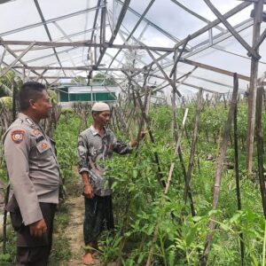 Polres Loteng Tinjau Lahan Pekarangan Pangan Bergizi Milik Warga.