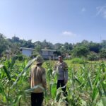 Kunjungan Humanis Bhabinkamtibmas ke Petani Jagung di Sekotong Timur