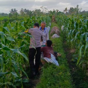 Sinergi Polisi dan Petani Kuripan Atasi Tantangan Kemarau Basah