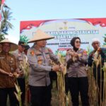 Dukungan Penuh Polri dan Pemda dalam Panen Raya Jagung NTB
