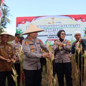 Lombok Barat Panen Raya: Langkah Nyata Menuju Swasembada Pangan 2025