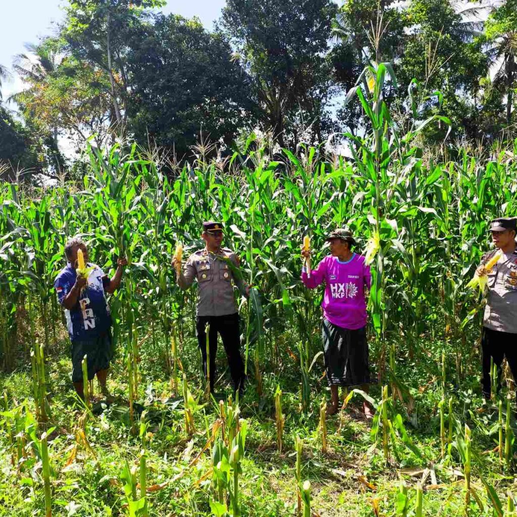 Ketahanan Pangan Diperkuat Lewat Panen Jagung Varietas Unggul di Lombok Barat