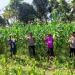Dukung Ketahanan Pangan, Polri Hadir dalam Panen Raya Jagung NTB