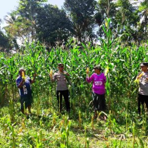 Ketahanan Pangan Diperkuat Lewat Panen Jagung Varietas Unggul di Lombok Barat