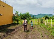 Polri Aktif di Ladang Petani Kediri, Dorong Kesejahteraan dan Ketahanan Pangan