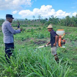 Optimalisasi Lahan Kosong untuk Pangan Mandiri di Sekotong