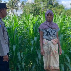 Aipda Nengah Sugiartha Edukasi Petani Jagung di Dasan Geres Soal Pangan