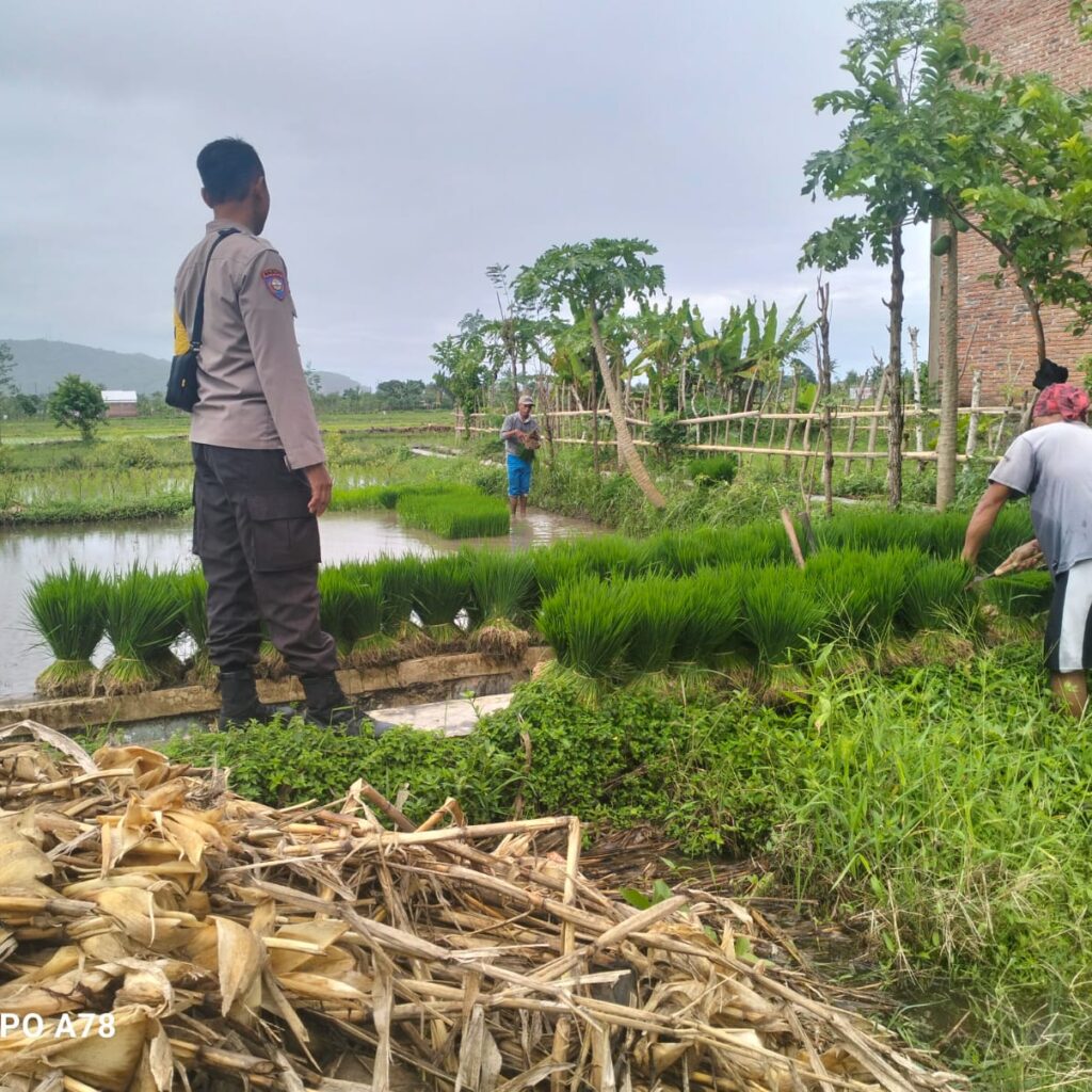 Polri Pantau Langsung Tanam Padi di Desa Lelede, Lombok Barat