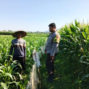 Peran Polri Dukung Petani Jagung di Jelateng Sedenggang, Lombok Barat