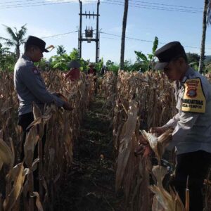 Sinergi Polsek dan Petani Gerung dalam Panen Jagung