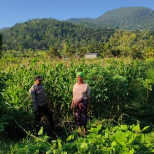 Cek Lahan Jagung, Bhabinkamtibmas Mareje Timur Dukung Petani Lokal