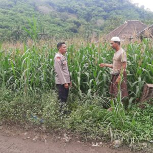 Polsek Lembar Dorong Produktivitas Jagung di Lombok Barat