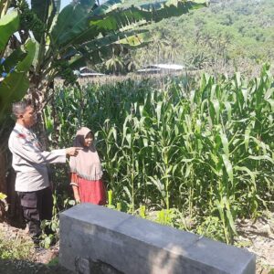 Dukung Program Pangan, Polri Kunjungi Lahan Jagung di Lembar