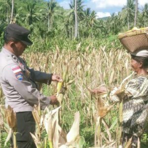 Sinergi Polri dan Petani di Sekotong, Panen Jagung Jadi Simbol Ketahanan Pangan