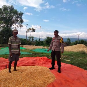 Bhabinkamtibmas Desa Cempi Jaya Lakukan Pemantauan Hasil Panen Warga Dukung Program Ketahanan Pangan Nasional