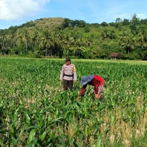 Dukung Ketahanan Pangan Nasional, Bhabinkamtibmas Tarusa Ajak Warga Memaksimalkan Lahan