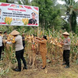 Polres Halmahera Utara Sukses Gelar Panen Raya Jagung Dukung Ketahanan Pangan Nasional