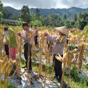 Polri Dukung Ketahanan Pangan Lewat Panen Raya di NTB