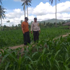 DDS Bhabinkamtibmas Kuripan Timur Pererat Hubungan dan Pantau Lahan Jagung