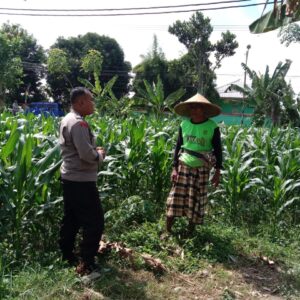 Program Ketahanan Pangan: Peran Strategis Bhabinkamtibmas di Desa Bagik Polak Barat