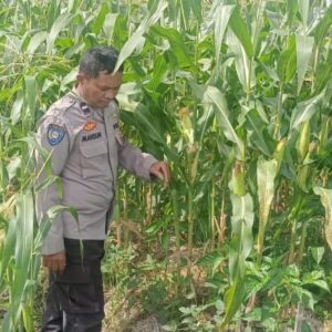Ketahanan Pangan di Desa Beleka Lewat Silaturahmi Polisi dan Petani