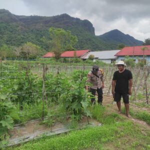 Bhabinkamtibmas Desa Benete Dampingi Petani Sayur Sukseskan Ketahanan Pangan di Desa Binaan