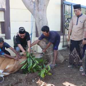 Polres Lombok Utara Rayakan Idul Adha Dengan Pemotongan Hewan Kurban