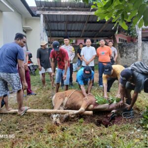 Berbagi Berkah Idul Adha, Polsek Seteluk Gelar Penyembelihan Hewan Kurban dan Distribusi Daging ke Warga